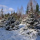 В снегу стояла ёлочка. Фото: Е.В.Софронов